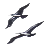 ptichki